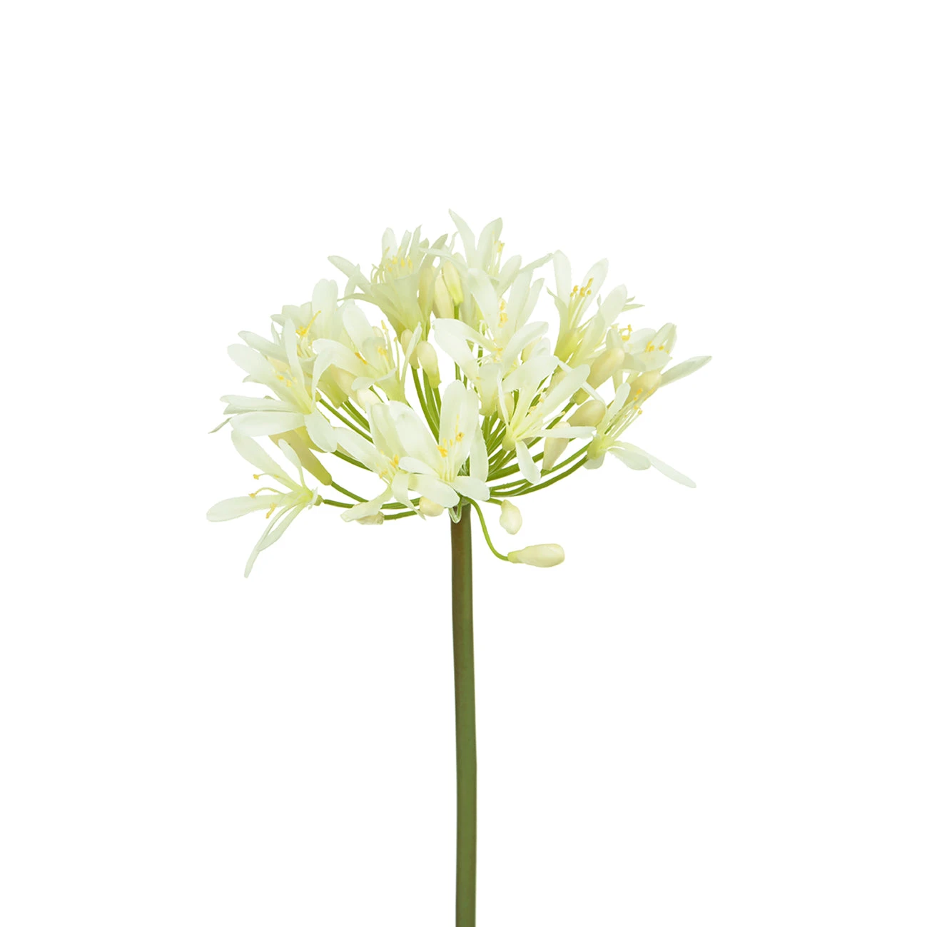 White Agapanthus White Agapanthus -Sophie Allport Shop BB20104WH