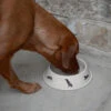 Labrador Dog Bowl - Large
