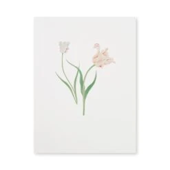 Tulips Print -Sophie Allport Shop SS24 12X16P11501 CUTOUT