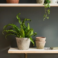 Aged Stone Terracotta Pot -Sophie Allport Shop SS24 Y1009 SQUARE