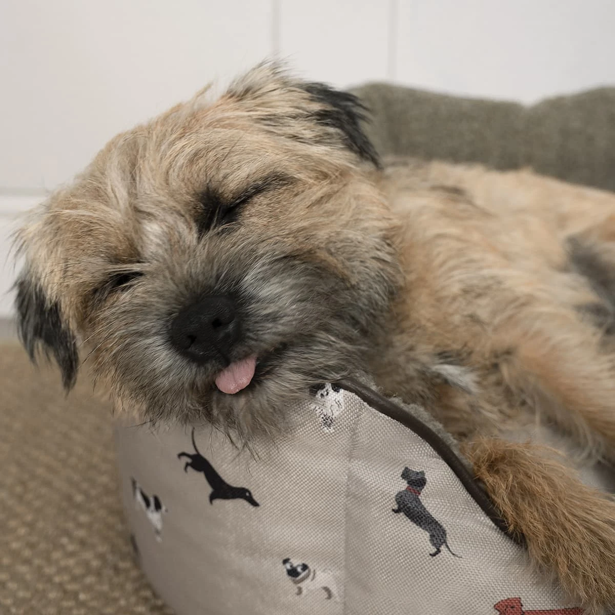 Woof Pet Bed Woof Pet Bed -Sophie Allport Shop poly32750 woof pet bed portrait 2 lifestyle high res square